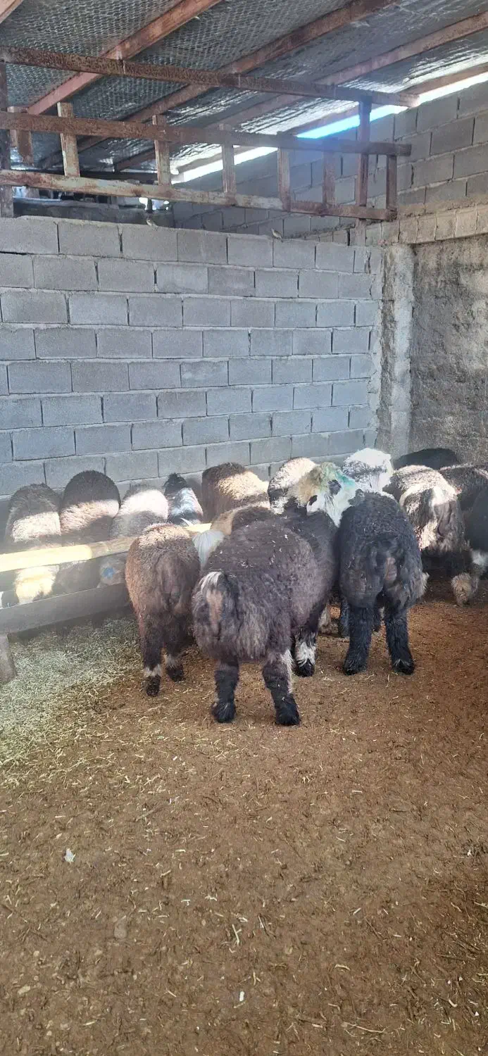 گوسفند زنده|حیوانات مزرعه|شیراز, شهرک مهدیه|دیوار