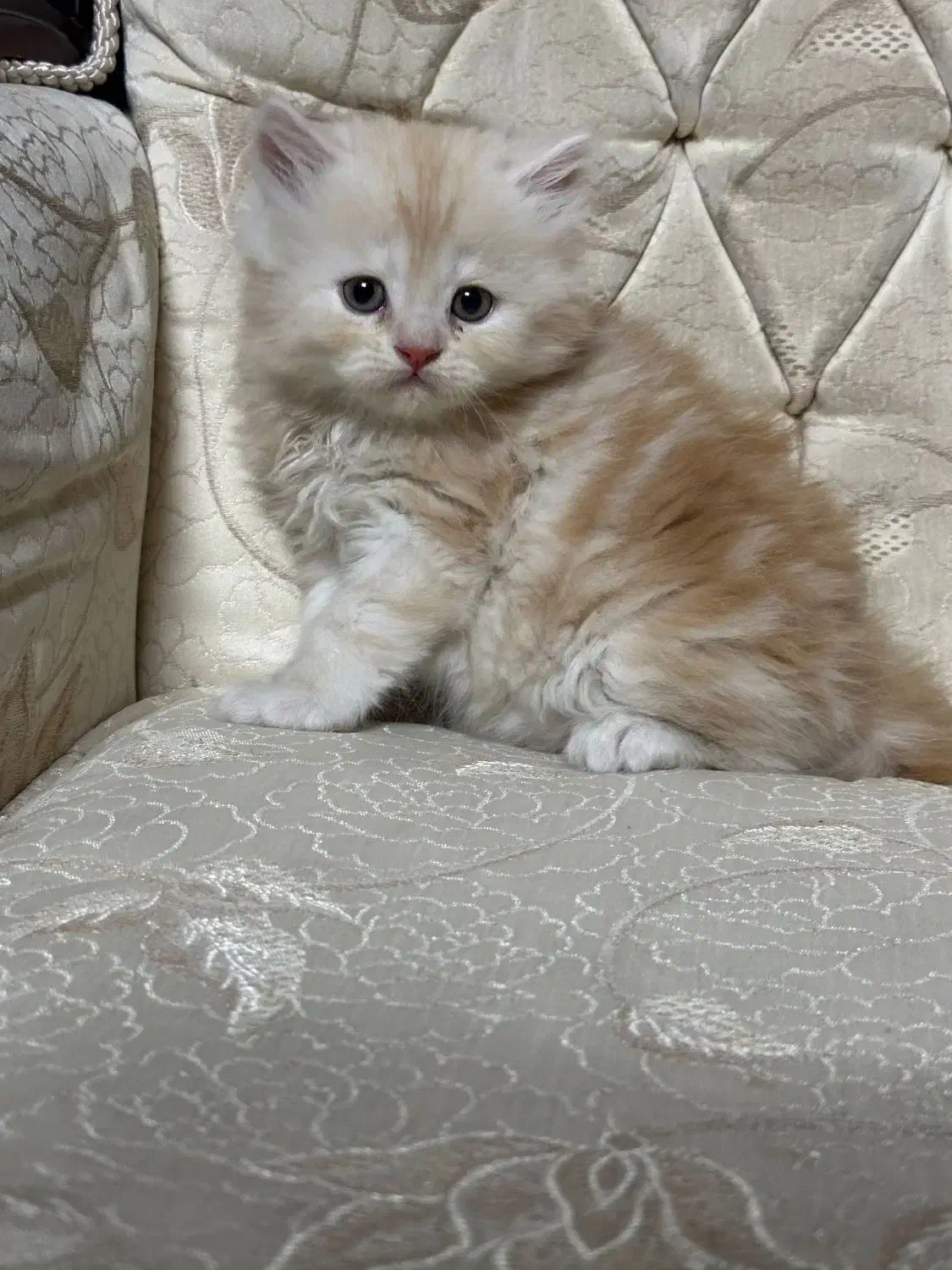 بچه گربه پرشین گلد|گربه|مشهد, شریف|دیوار