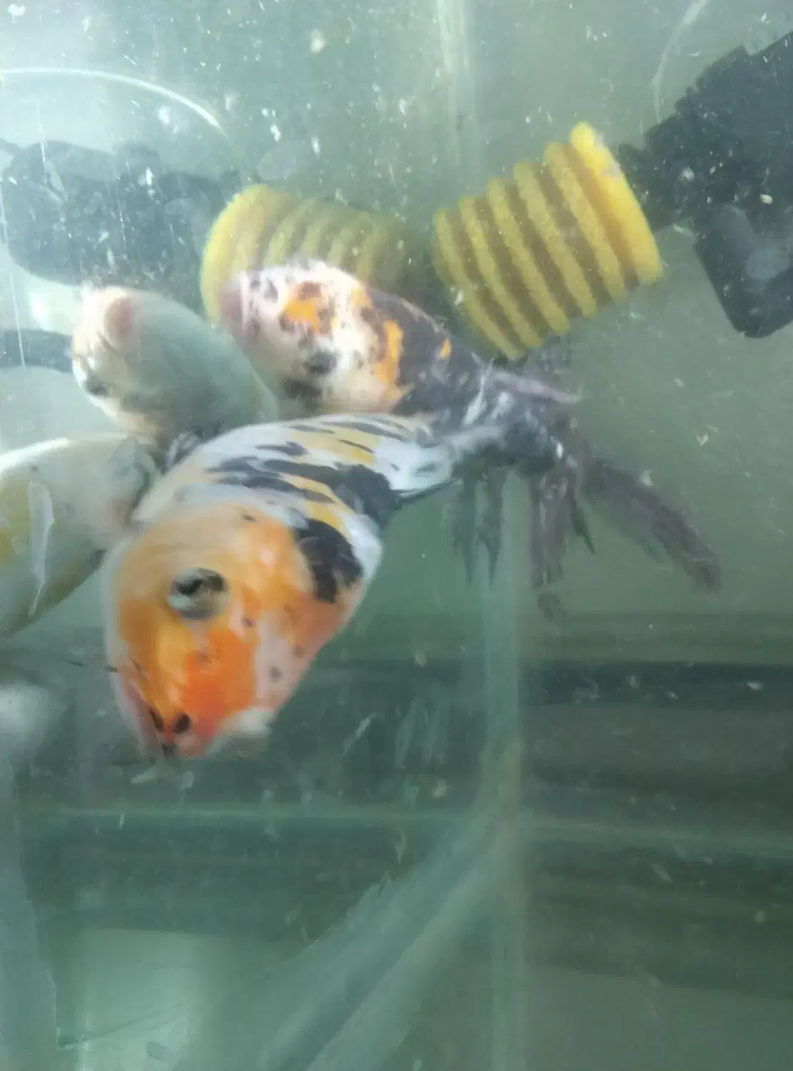 ماهی کوی نژاد دار|ماهی|تهران, ائمه اطهار|دیوار