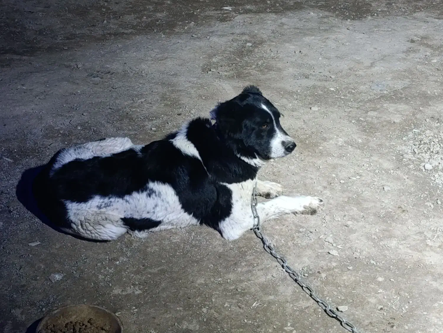 قدر جونی ماده|سگ|رباط‌کریم, رباط‌کریم|دیوار