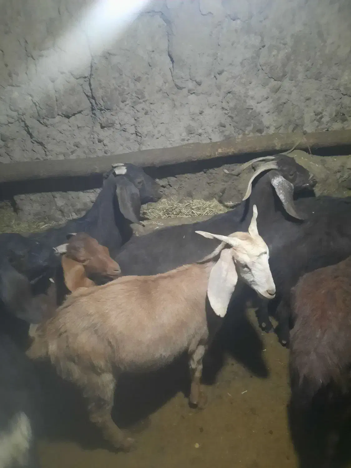 بز ابستن|حیوانات مزرعه|ایجرود, |دیوار