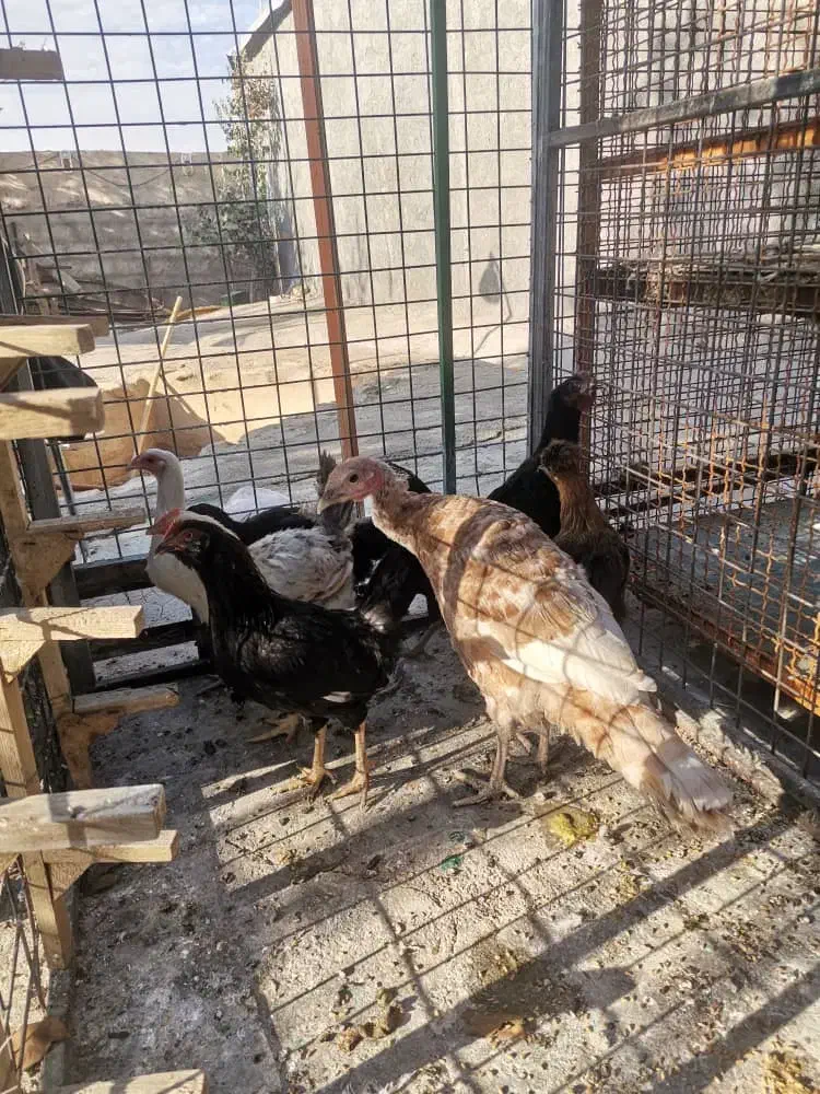 تعدادی مرغ و یک بقلمون|حیوانات مزرعه|شیراز, شهرک گلستان شمالی|دیوار