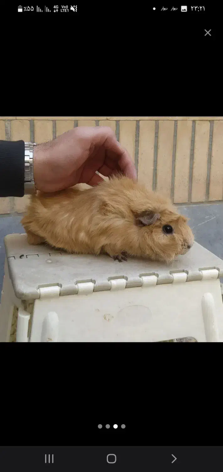 خوکچه هندی ،دوساله ،ماده ، سالم و وسرزنده|موش و خرگوش|اصفهان, برازنده|دیوار