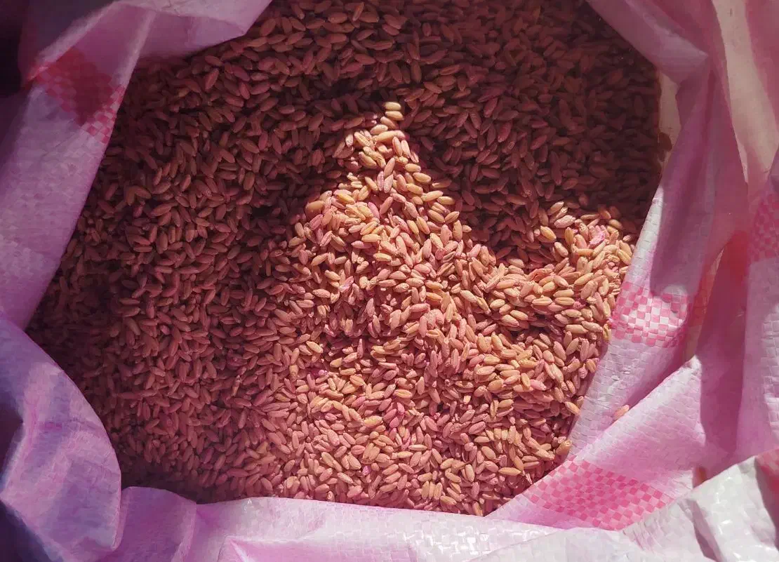 گندم بوجاری شده و سم خورده|خدمات باغبانی و درختکاری|نورآباد, |دیوار