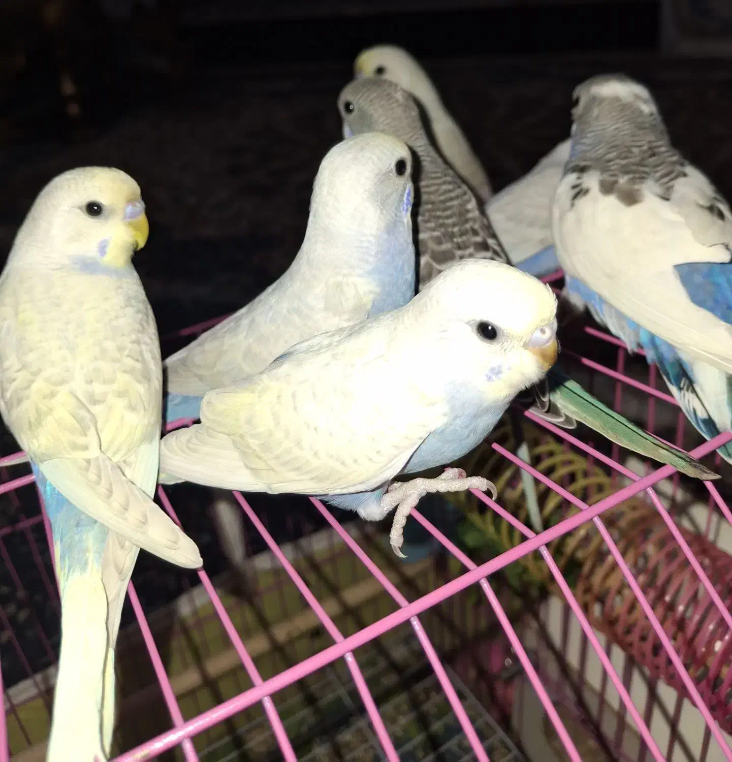 مرغ عشق رینبو،اسپانگل|پرنده|بندر ماهشهر, |دیوار