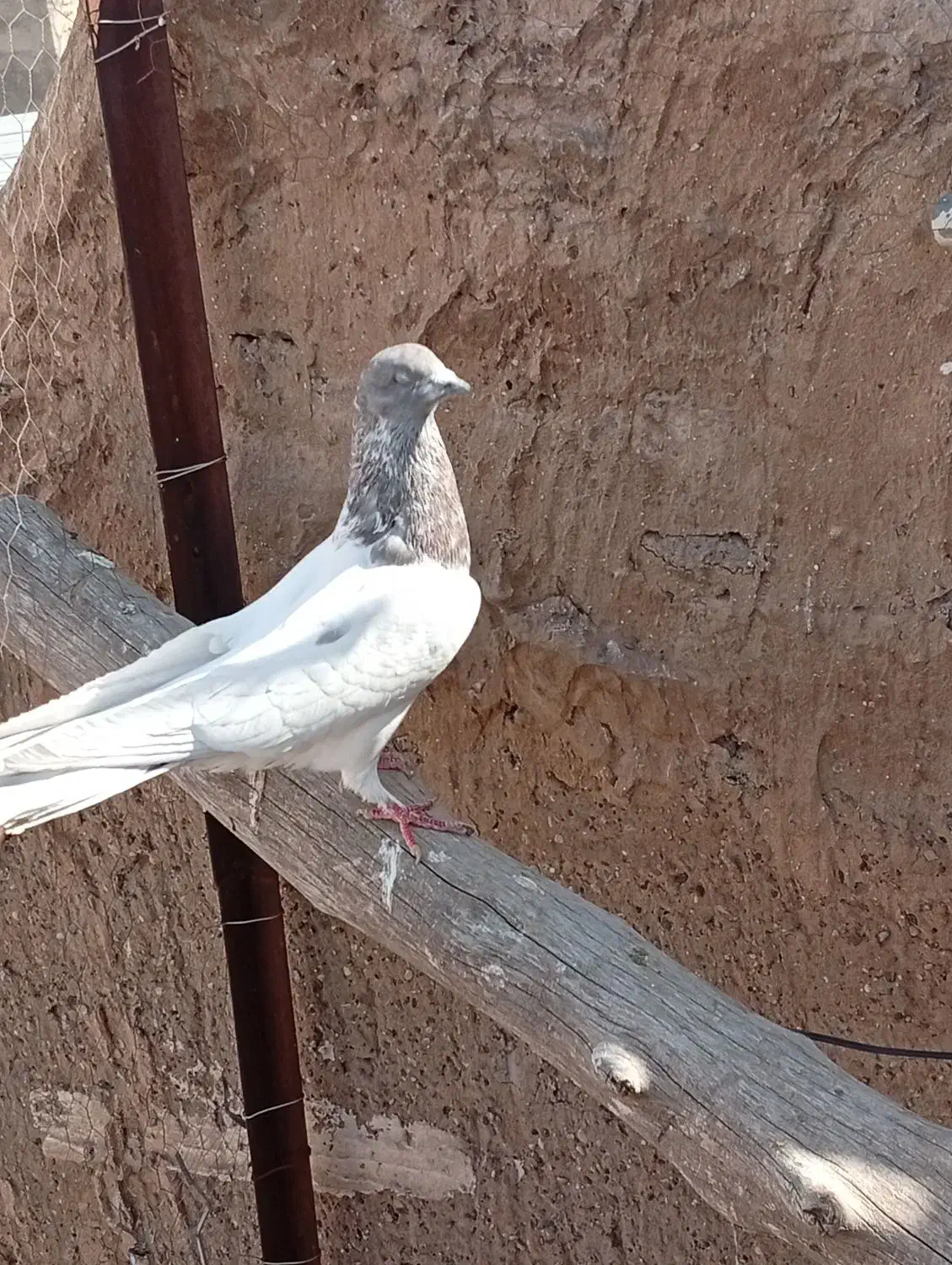 کفتر|پرنده|قم, وادی السلام|دیوار