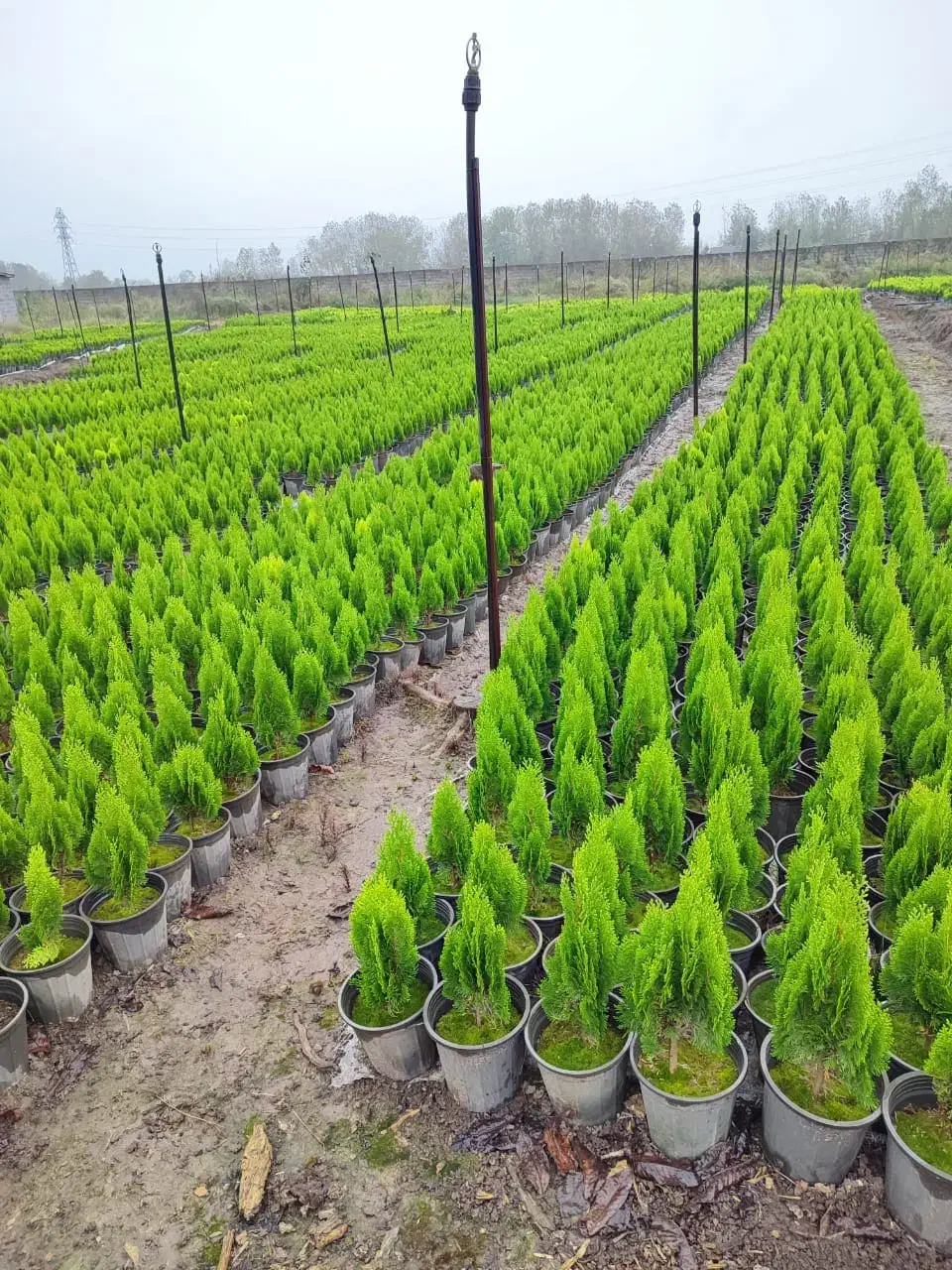 کاج کامیس نوکدار زعفرانی سبز سرطلا سایز4|گل و گیاه طبیعی|رامسر, |دیوار