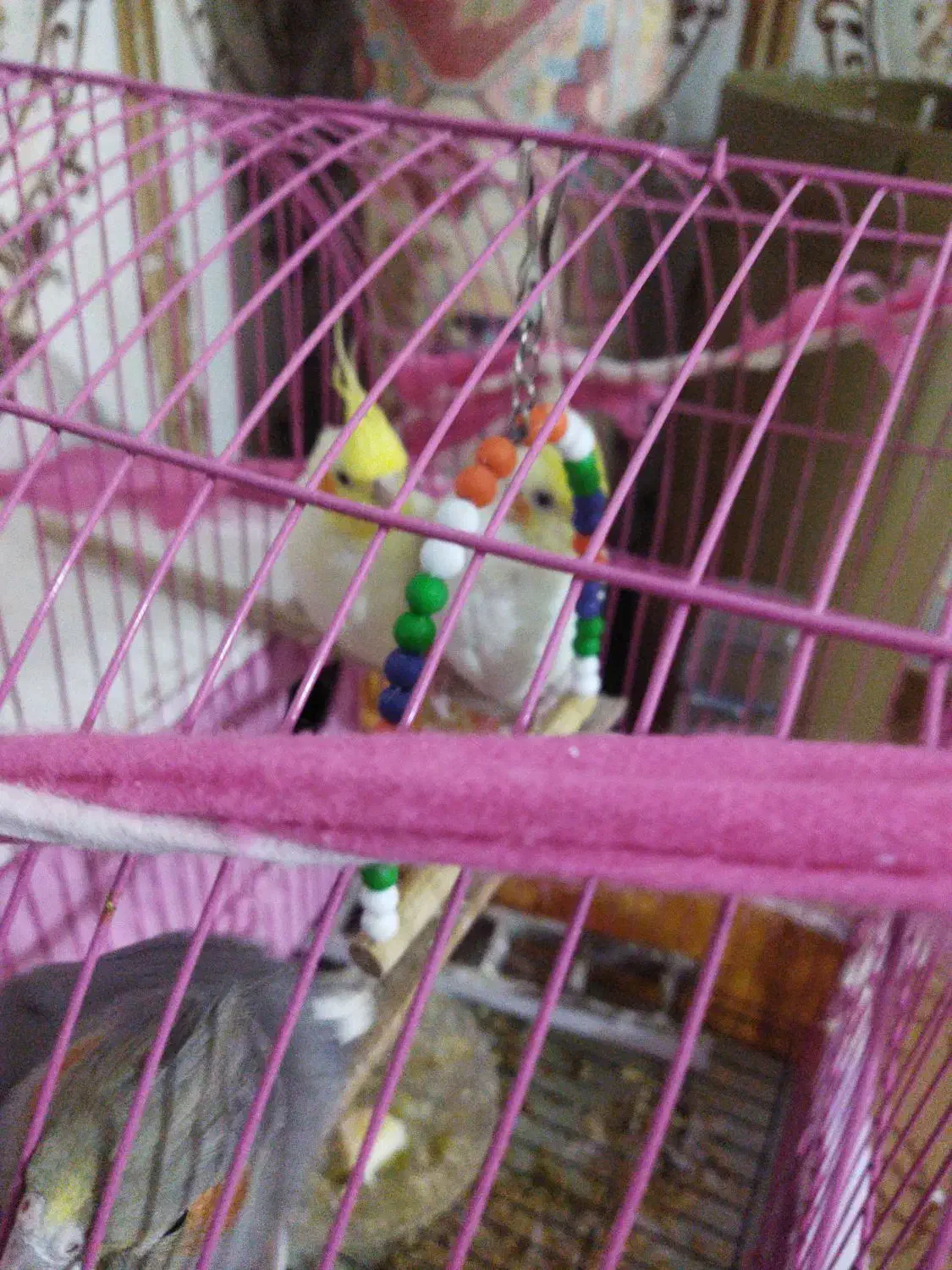 عروس هلندی نر|پرنده|زابل, |دیوار