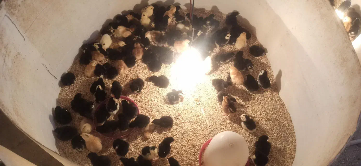 جوجه مرغ و خروس سیاه|حیوانات مزرعه|مشهد, میان ولایت|دیوار