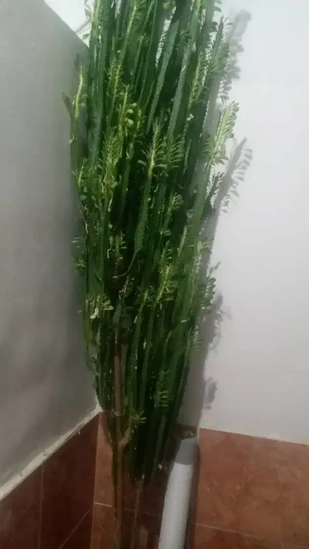 گل طبیعی خیلی خوشگل|گل و گیاه طبیعی|مرودشت, علیآباد|دیوار