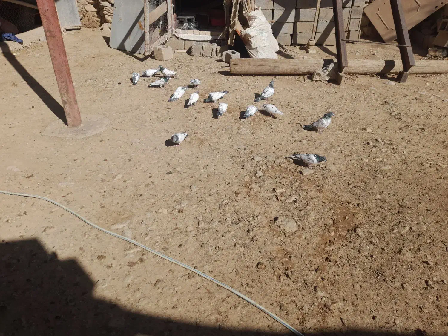 کبوتر|پرنده|نورآباد, |دیوار