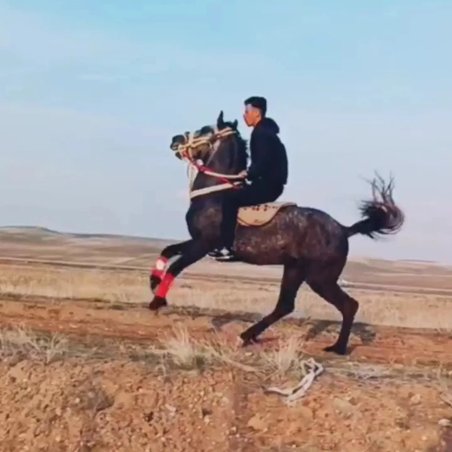 اموزش اسب|اسب و تجهیزات اسبسواری|هشترود, |دیوار