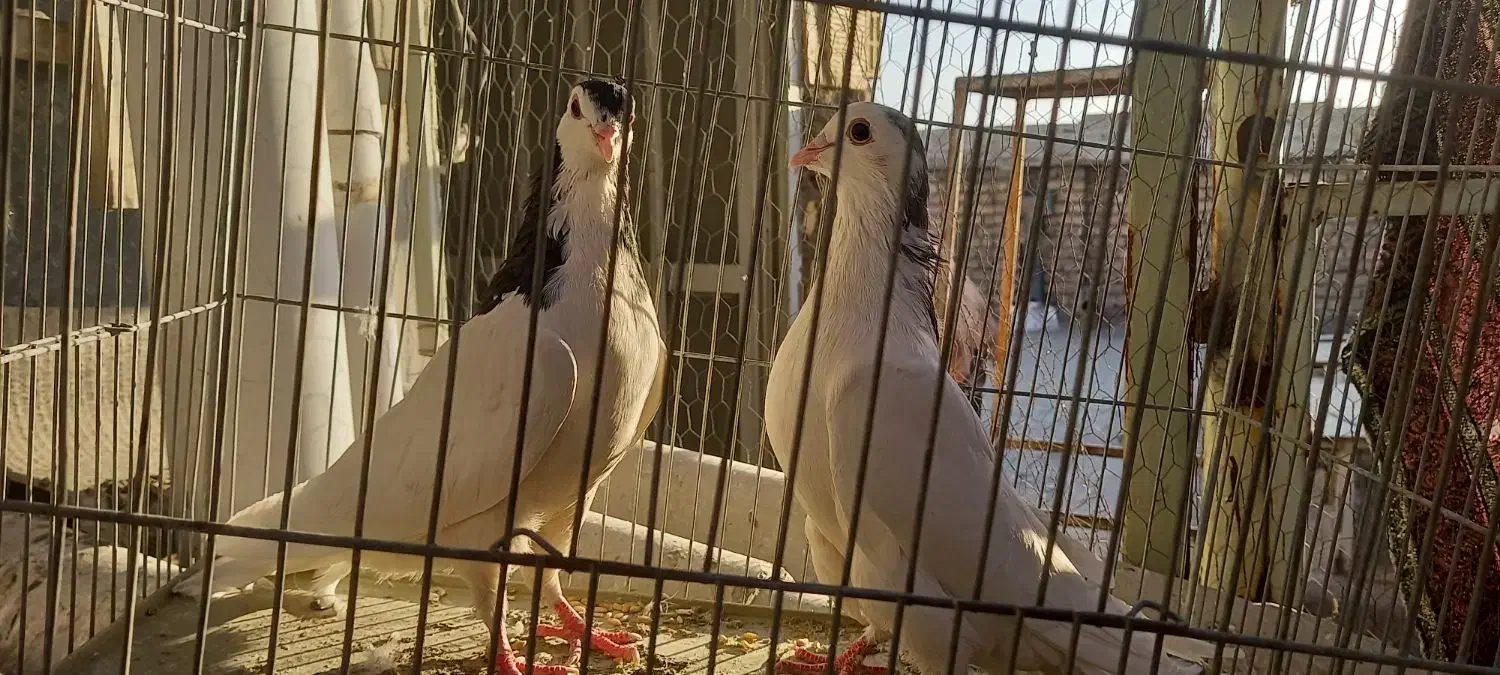 کفتر قلاغ دولا گل‌پنبه‌ای|پرنده|خمینی‌شهر, |دیوار