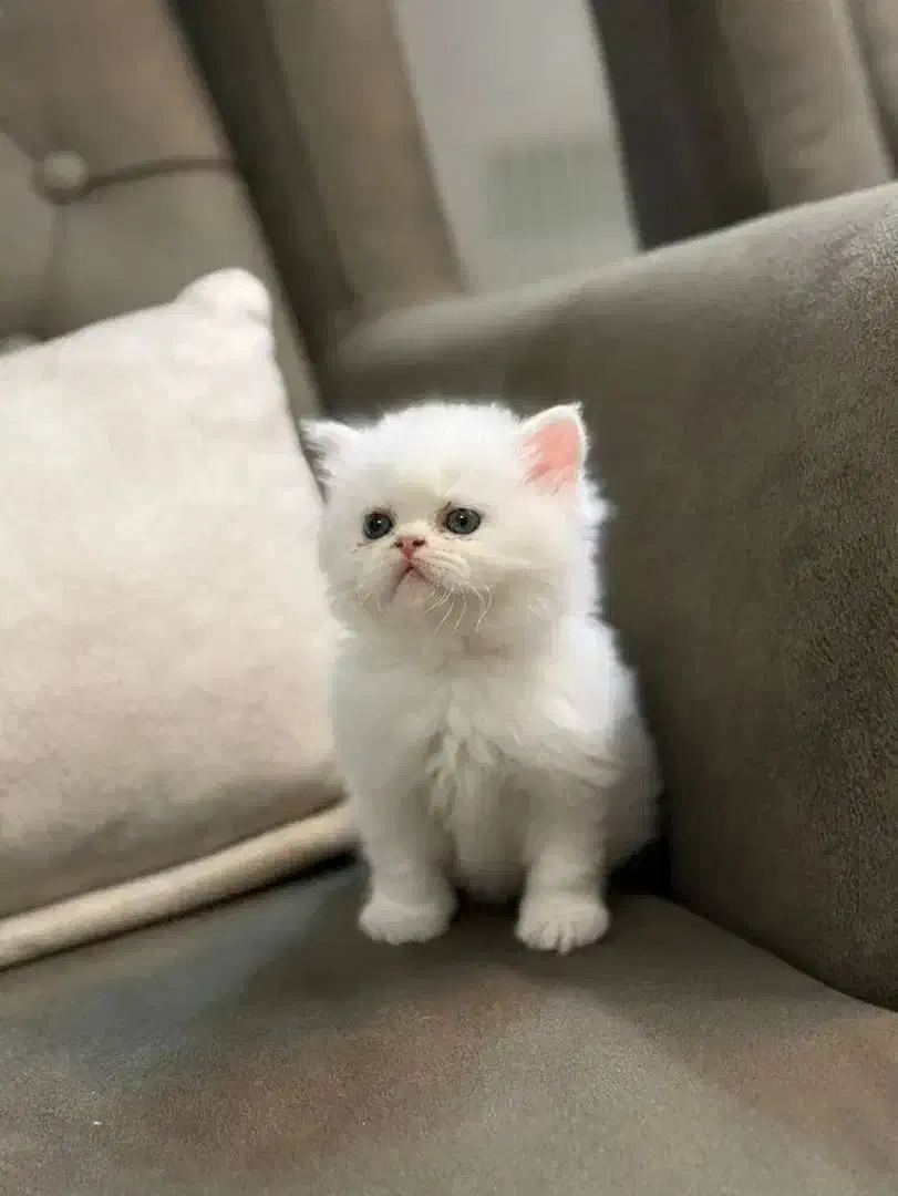 بچه گربه اصیل سوپر فلت پرشین|گربه|تهران, منیریه|دیوار