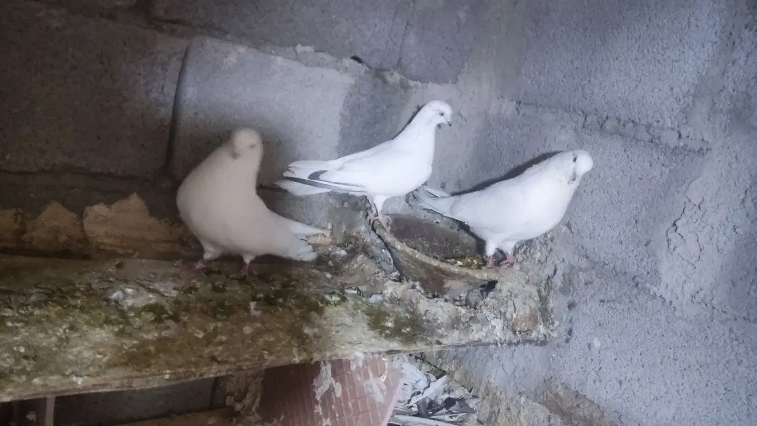 کبوتر تهرانی قره دیمدح|پرنده|خسروشاه, |دیوار