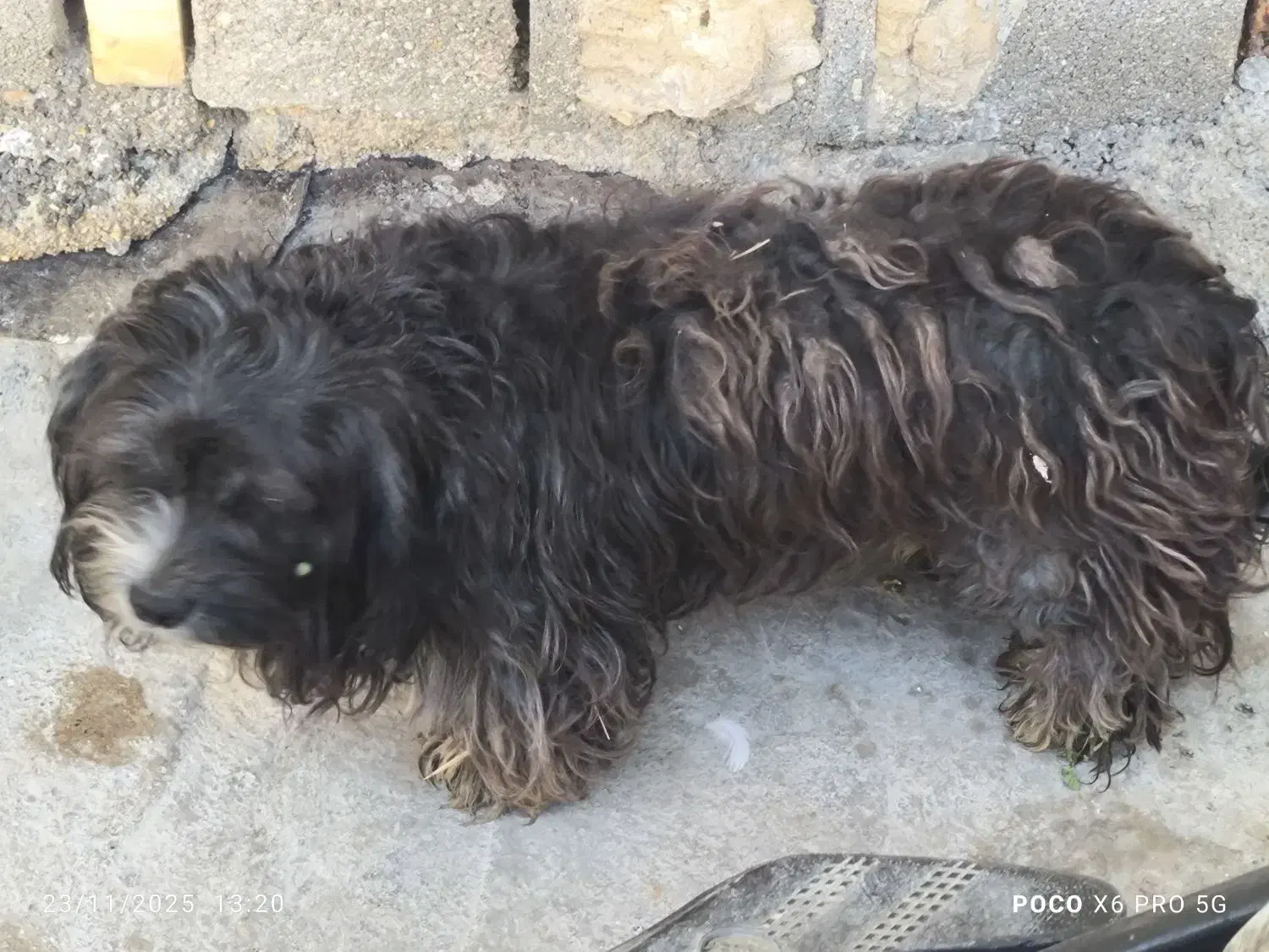 5000000|سگ|بندر ماهشهر, |دیوار