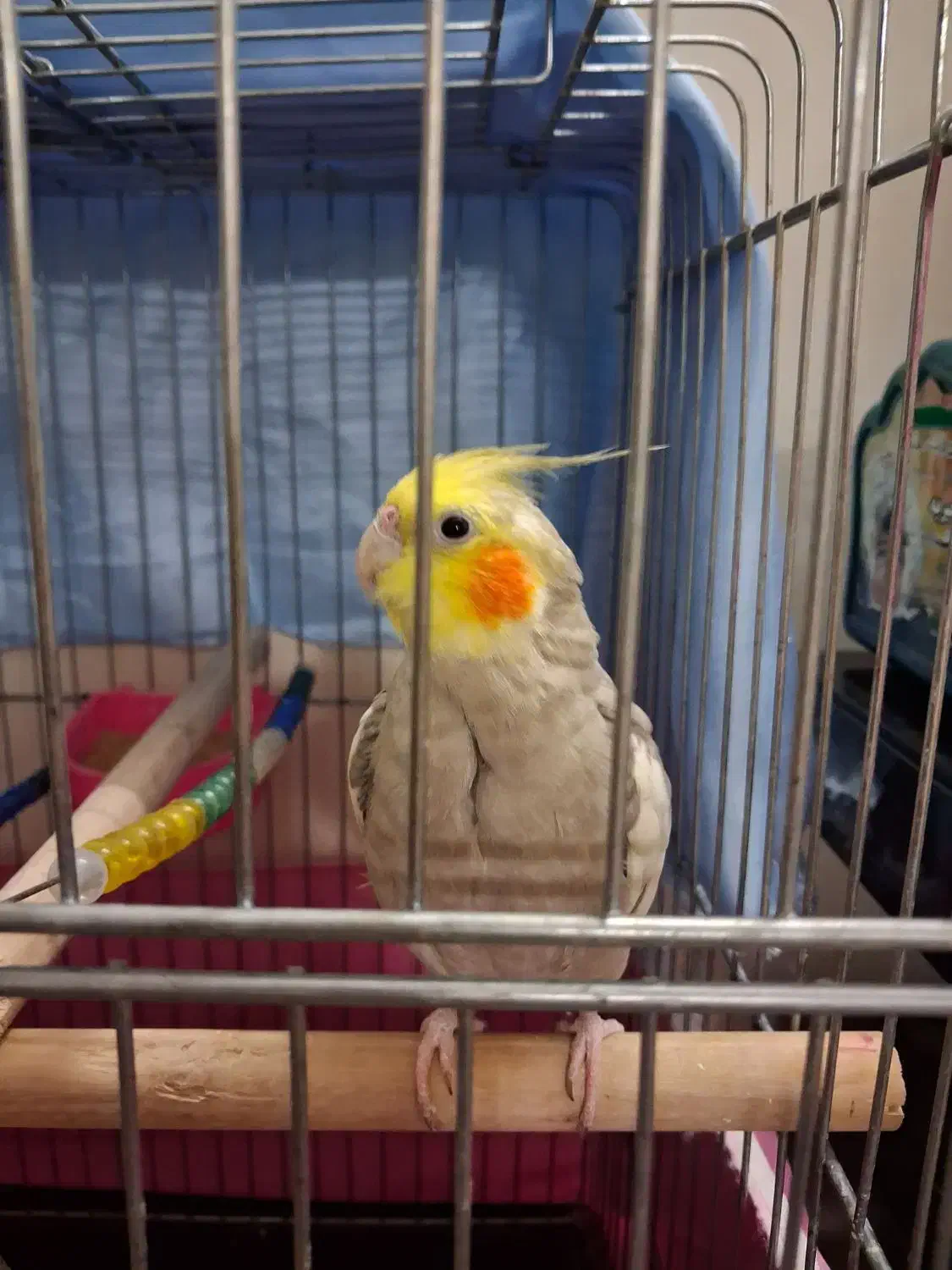 عروس هلندی نر و‌ماده به همراه قفس|پرنده|تهران, مقدم|دیوار