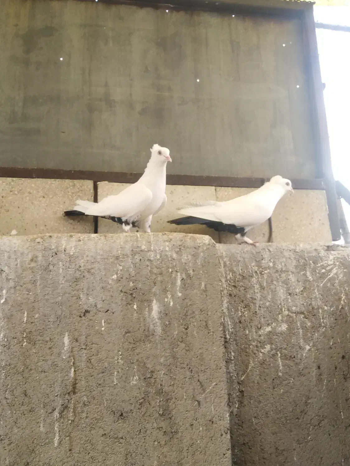 کفتر دم سیاه|پرنده|قم, انصار‌الحسین|دیوار