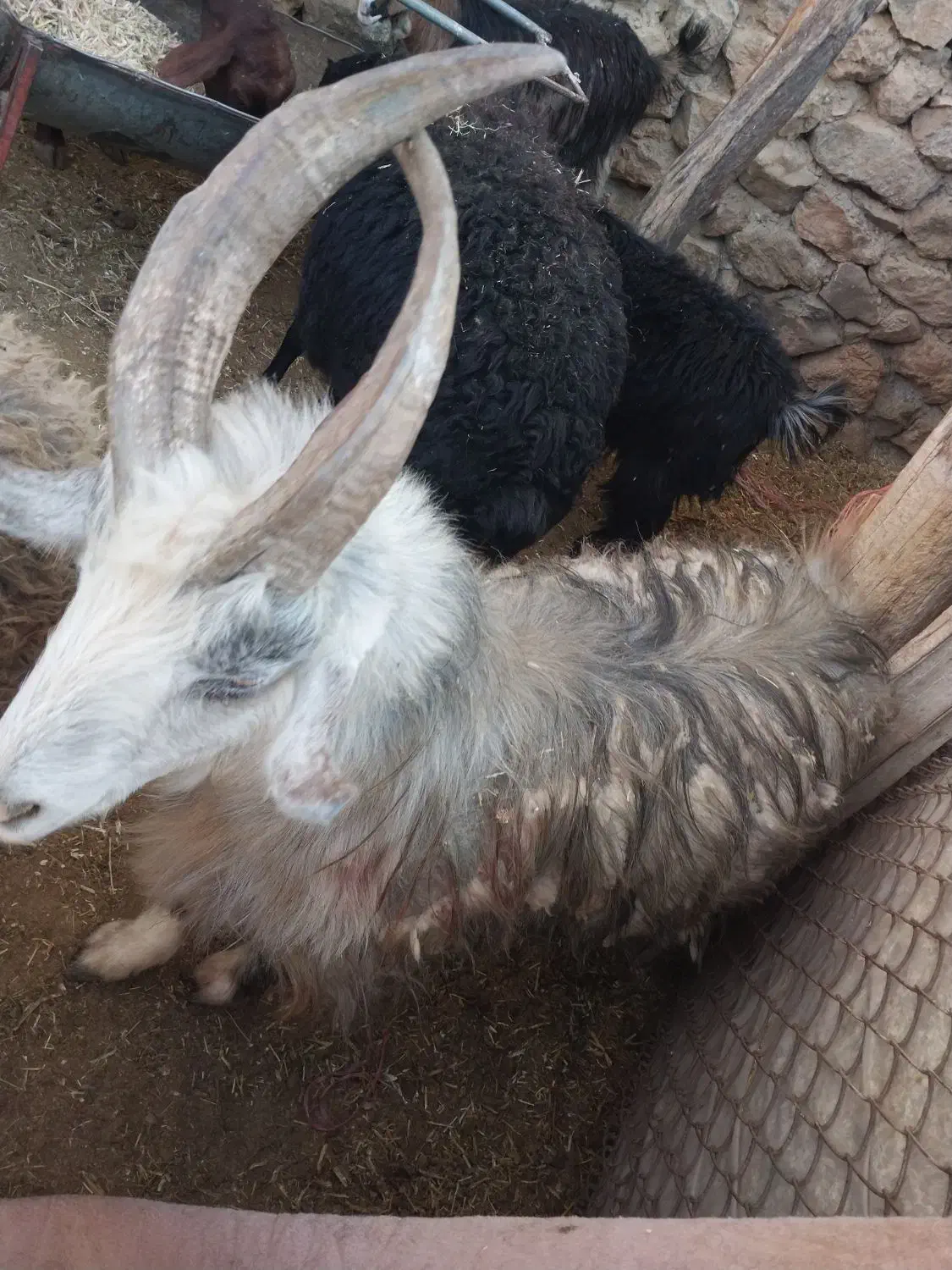 دبر جوان واصیل|حیوانات مزرعه|داران, |دیوار