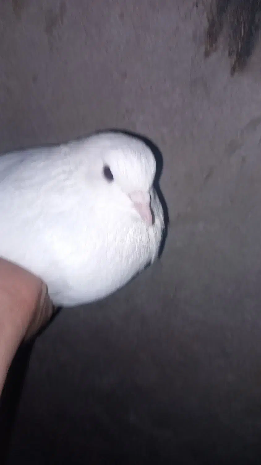 دونه ای ۴۰۰|پرنده|مسجد سلیمان, |دیوار