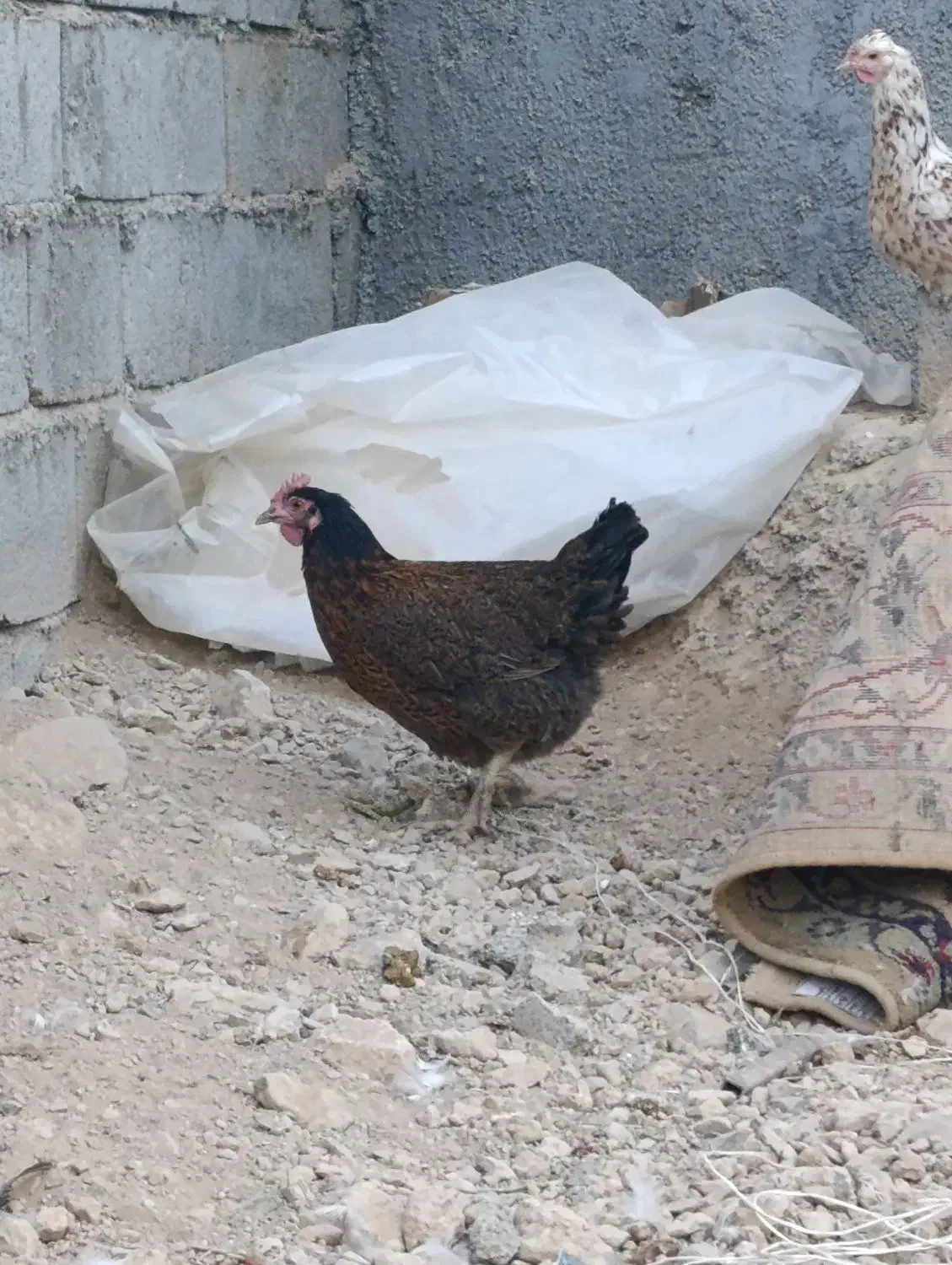 فروش و معاوضه مرغ جهادی کپ شوباغاز|حیوانات مزرعه|اصفهان, محمودآباد|دیوار