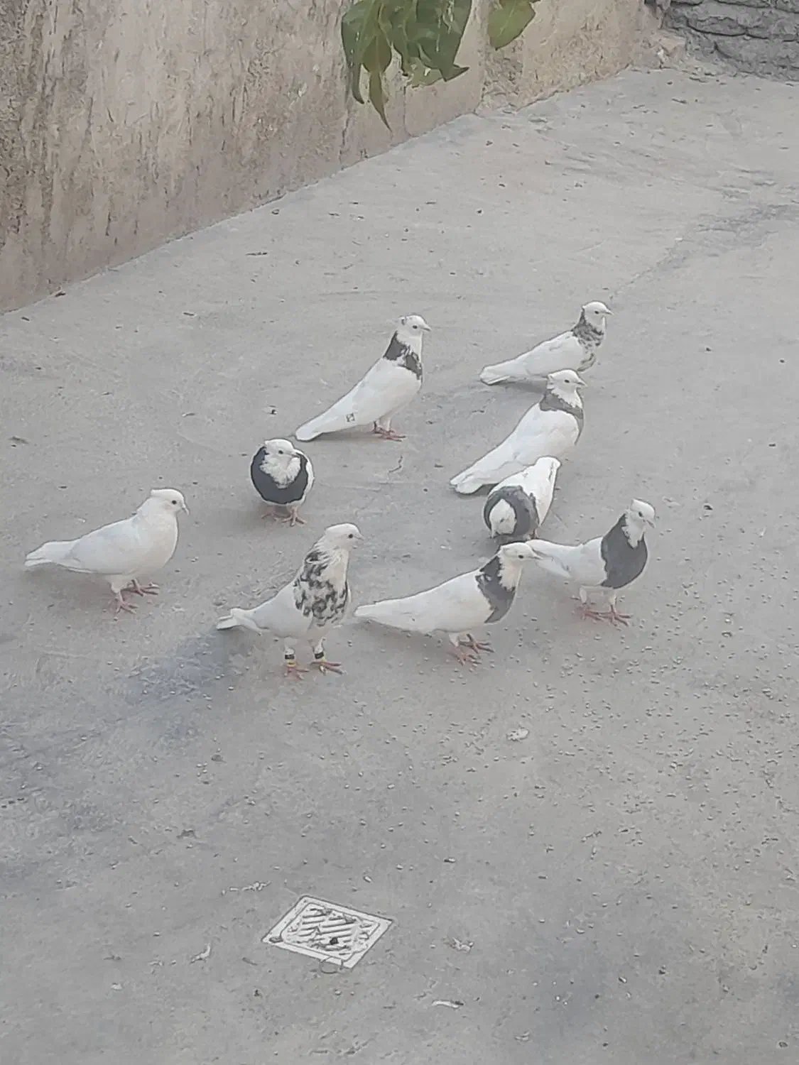 کبوتر طوقی|پرنده|بیستون, |دیوار