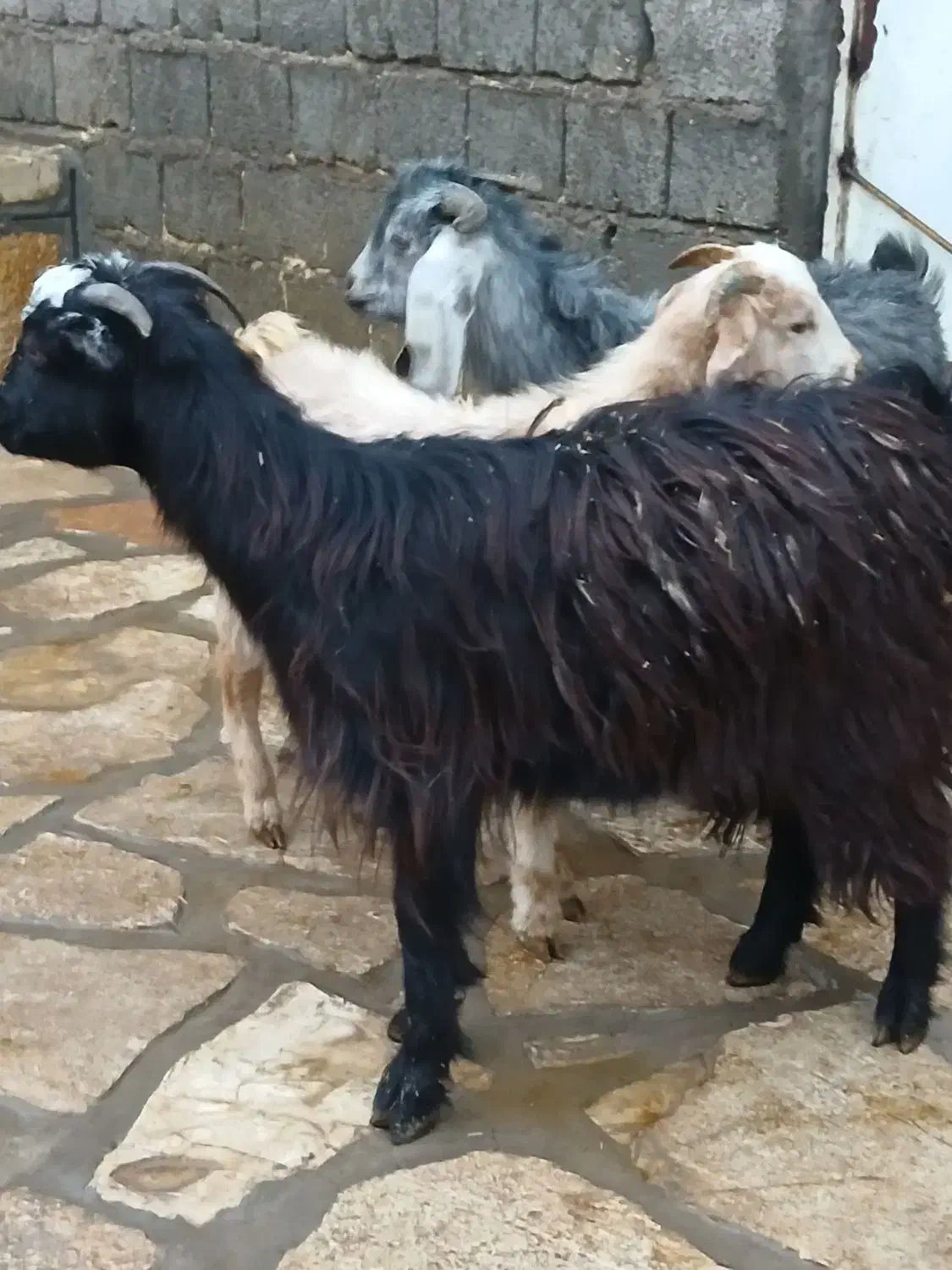 ۳راس بزغاله نر|حیوانات مزرعه|سنندج, |دیوار