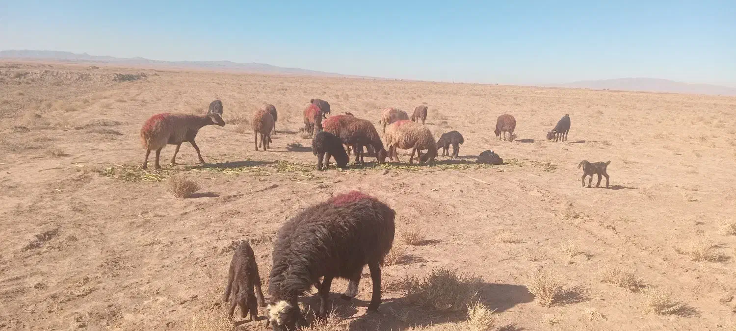 جفتی۵۰|حیوانات مزرعه|فیروزه, |دیوار