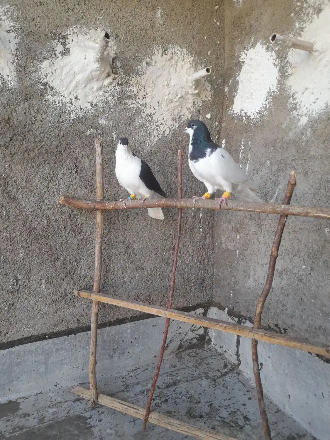 کبوتر شصتی وچپ|پرنده|اقبالیه, |دیوار