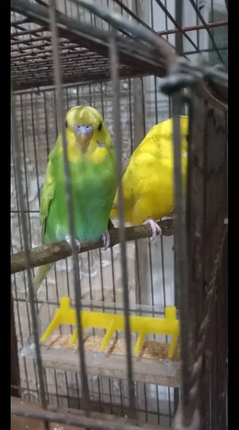 فروش مرغ عشق|پرنده|اندیشه, شهرک صدف|دیوار