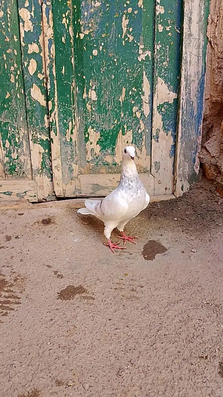 کبوتر|پرنده|آشخانه, |دیوار