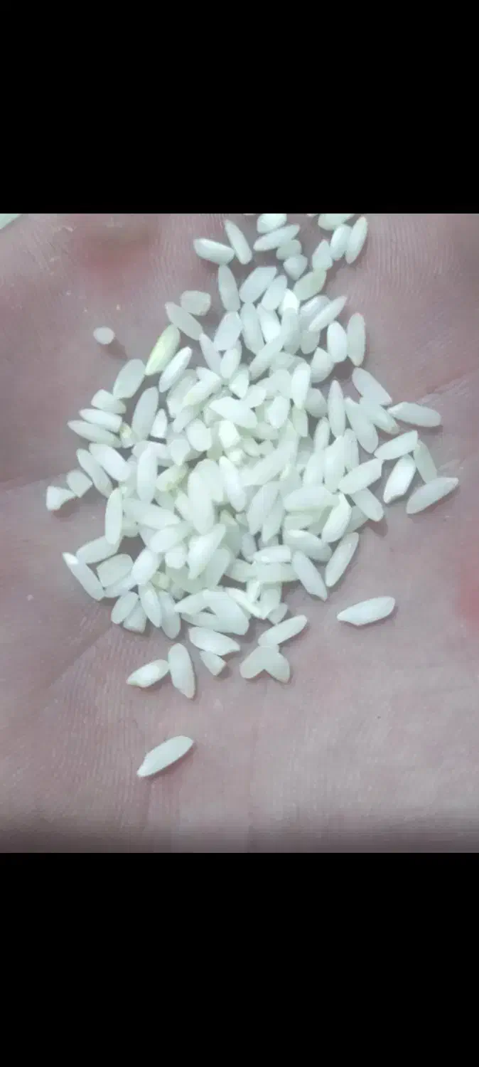 برنج اصل چمپا کره|خوردنی و آشامیدنی|یاسوج, |دیوار