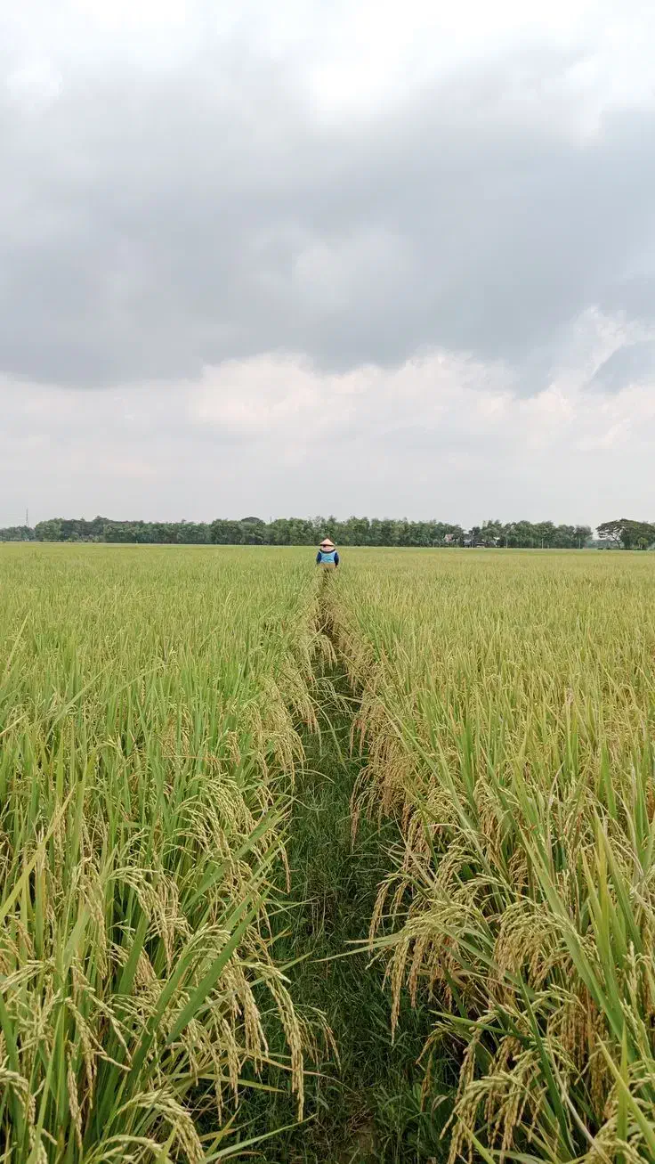 برنج دونوج ارگانیک بدون هیچ نوع سم و آفت کش|خوردنی و آشامیدنی|مشهد, سید رضی|دیوار