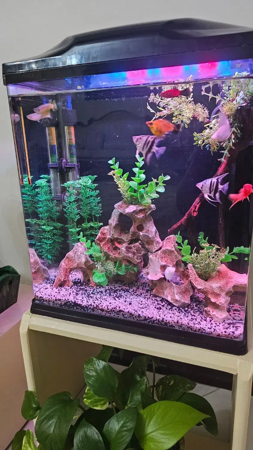 آکواریوم آکوا|ماهی|تهران, والفجر (افسریه)|دیوار