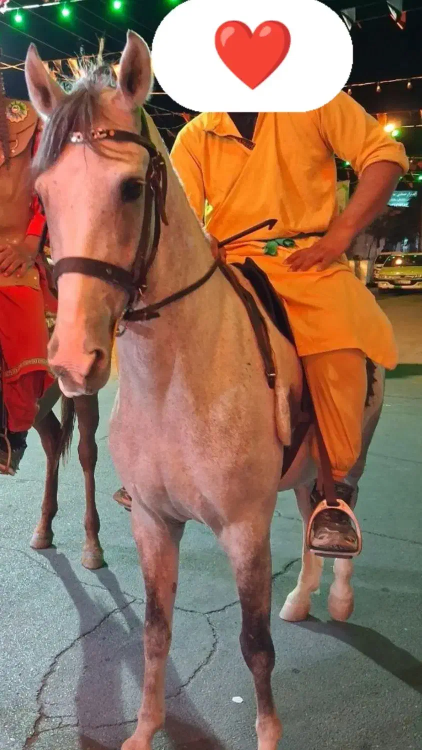 اسب کرد|اسب و تجهیزات اسب‌سواری|گرمسار, |دیوار