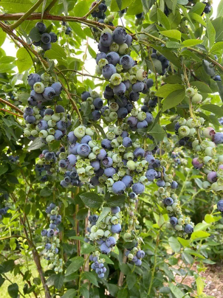 ـ نهـال بلوبری دوک|خدمات باغبانی و درختکاری|آمل, |دیوار