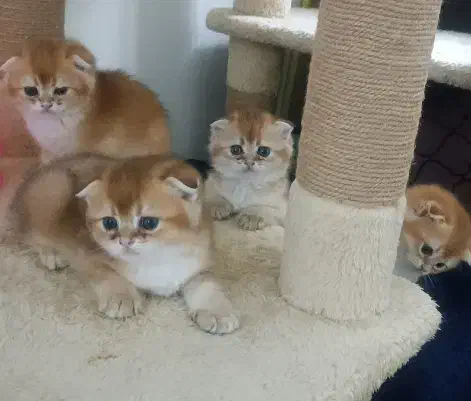 بچه گربه های اسکاتیش بریتیش گلد|گربه|تهران, گیشا|دیوار