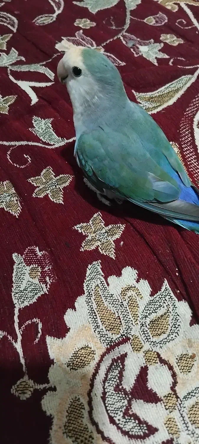 کوتوله برزیلی|پرنده|شیراز, زرگری|دیوار