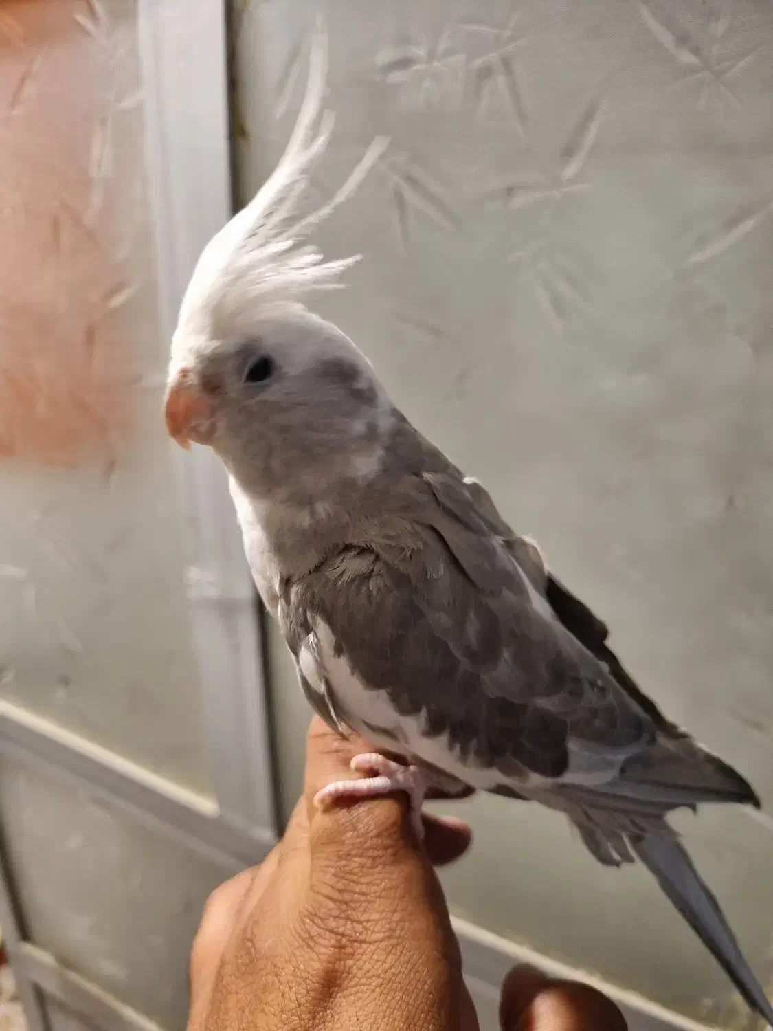 عروس های کاملا دستی|پرنده|قم, بکایی|دیوار