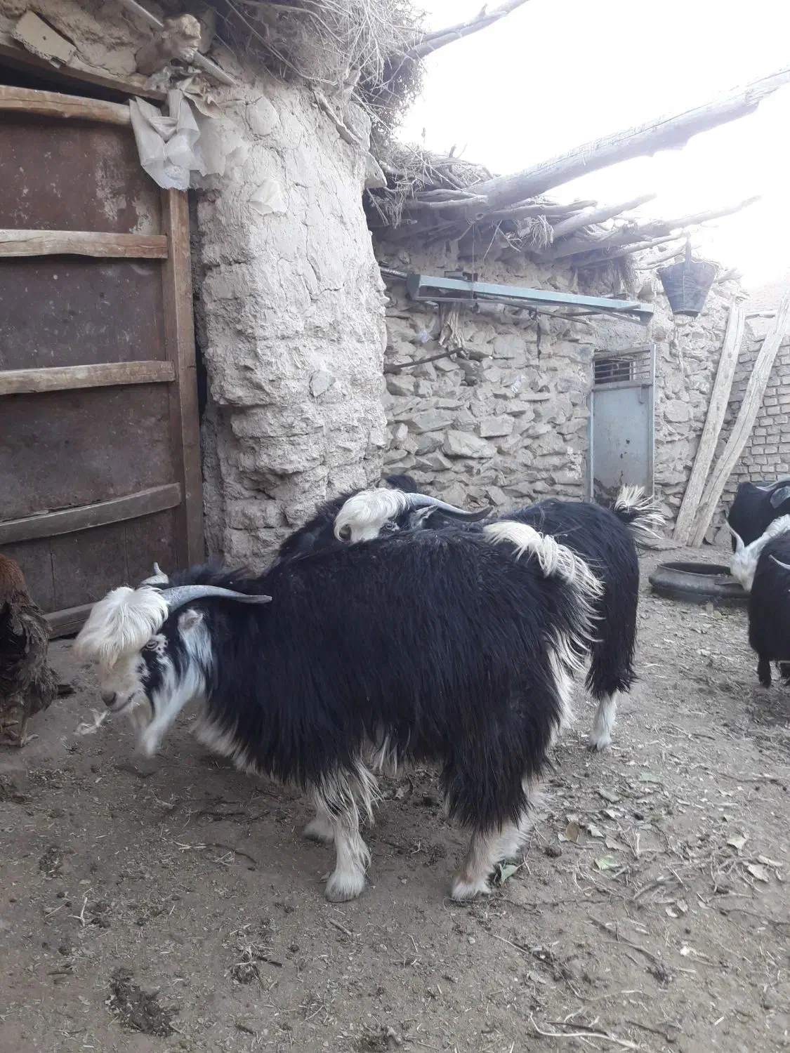 بزغاله چاق محلی|حیوانات مزرعه|مود, |دیوار