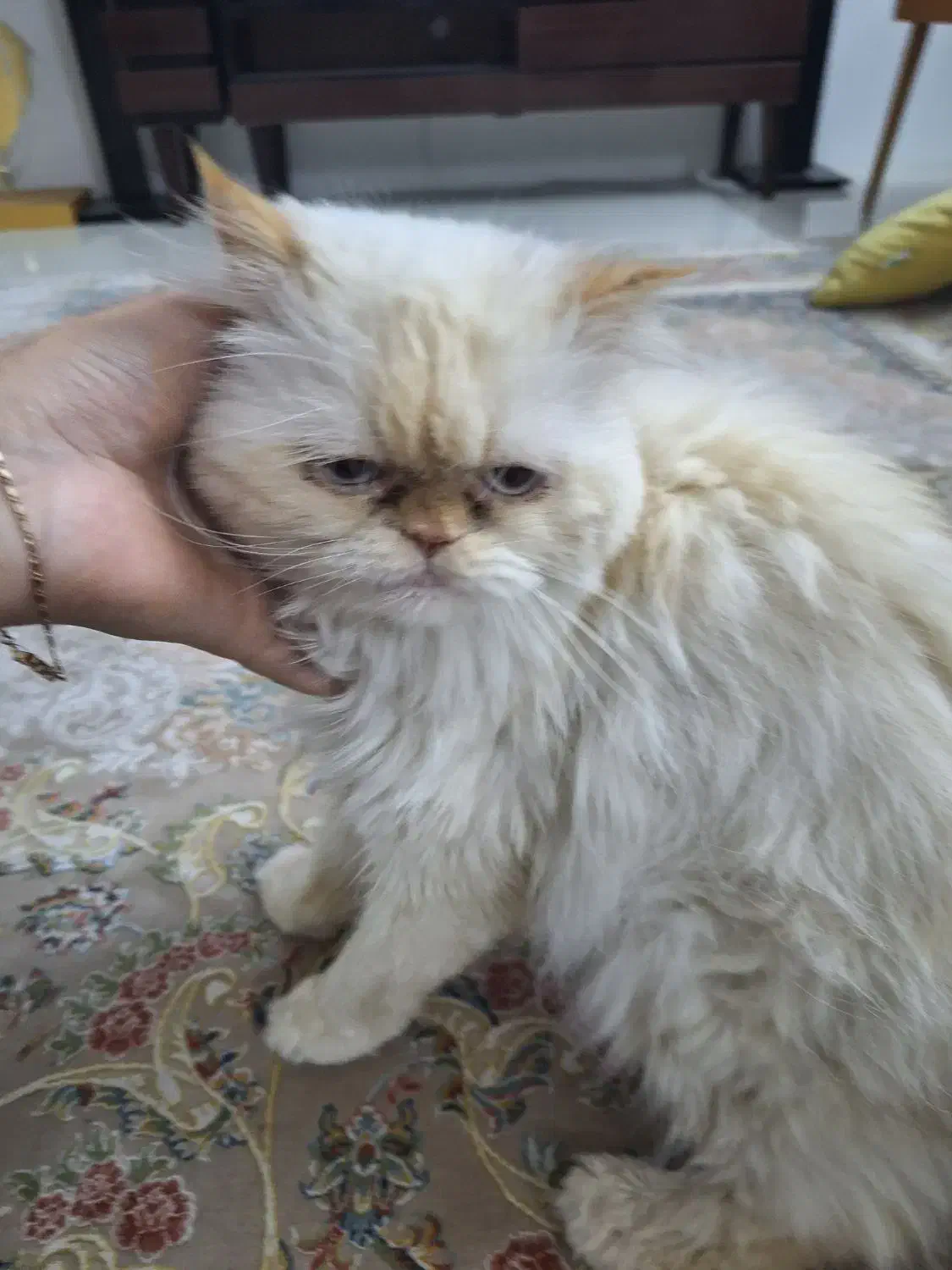 گربه پرشین هیمالین|گربه|مشهد, امیریه|دیوار