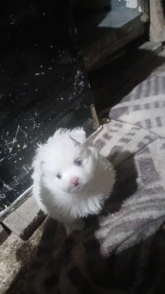 توله  پامرین ناز|سگ|اصفهان, شفق|دیوار