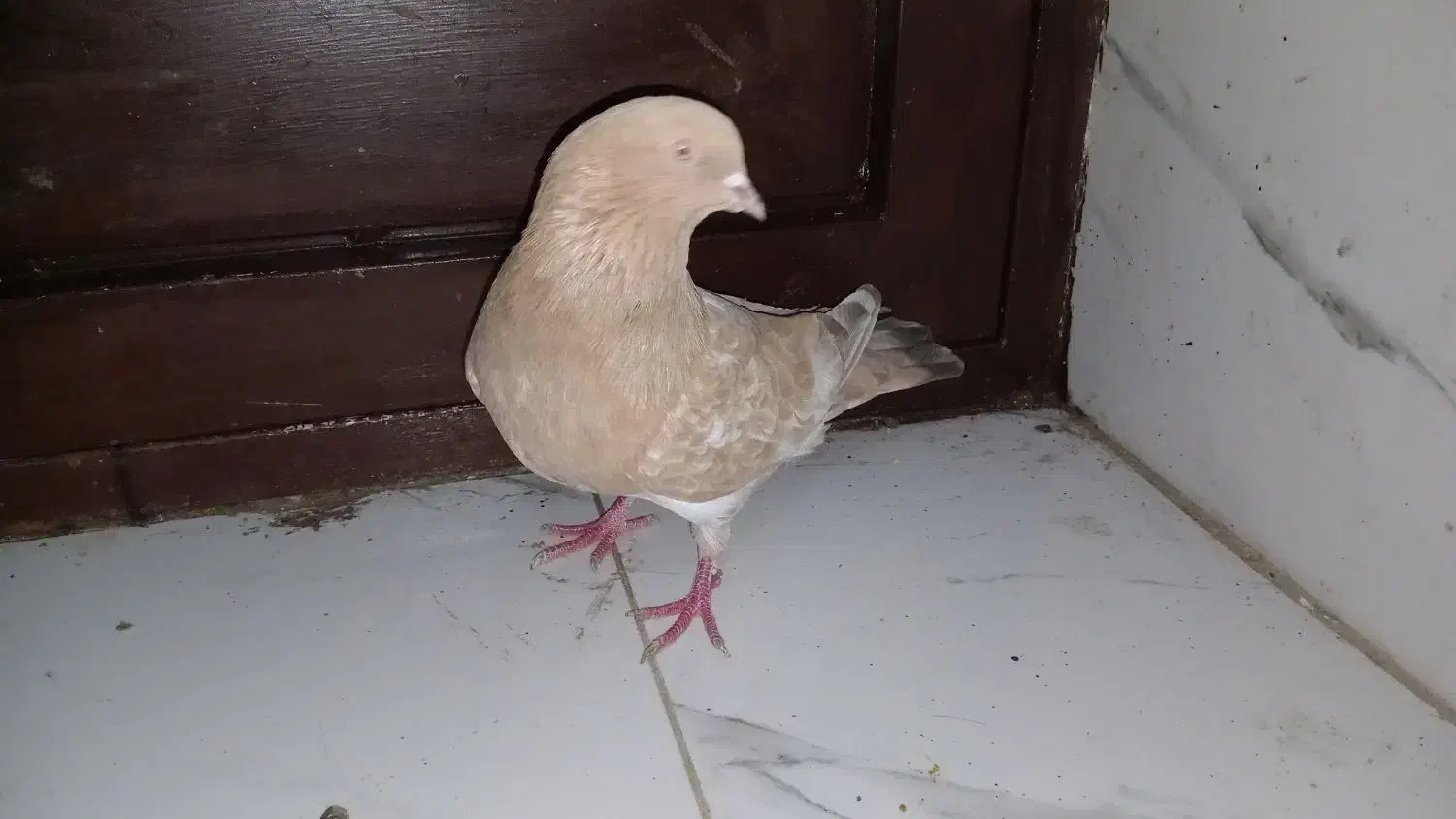 کله ای|پرنده|هندیجان, |دیوار