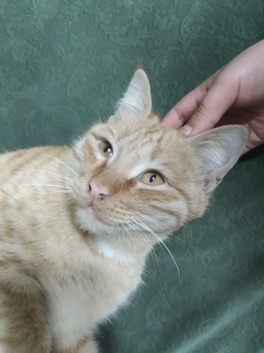 گربه پیداشده|گربه|قم, شهرک قدس|دیوار