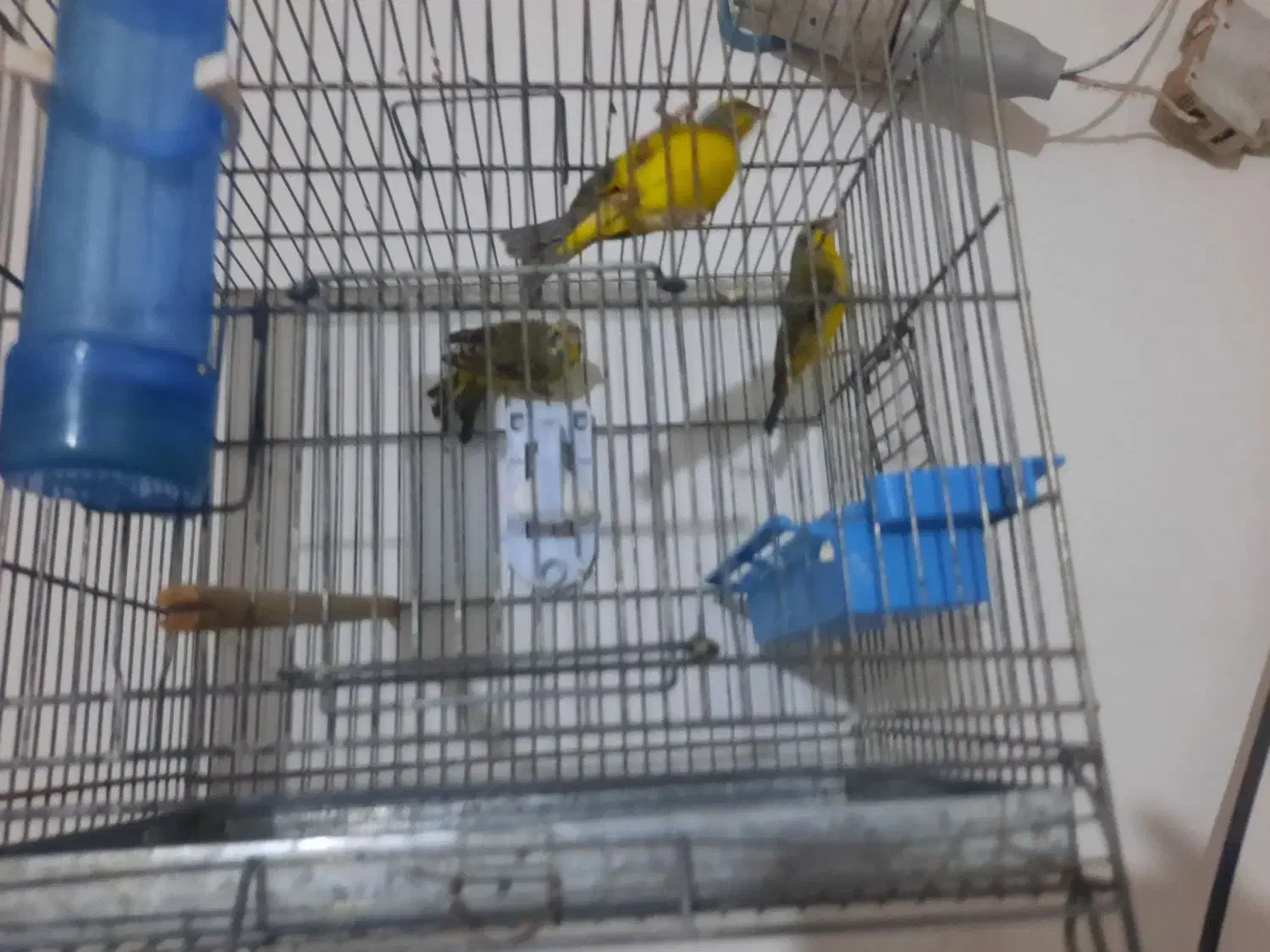 یاسمین طلایی طوسی سهره قناری|پرنده|شیراز, کوشک میدان|دیوار