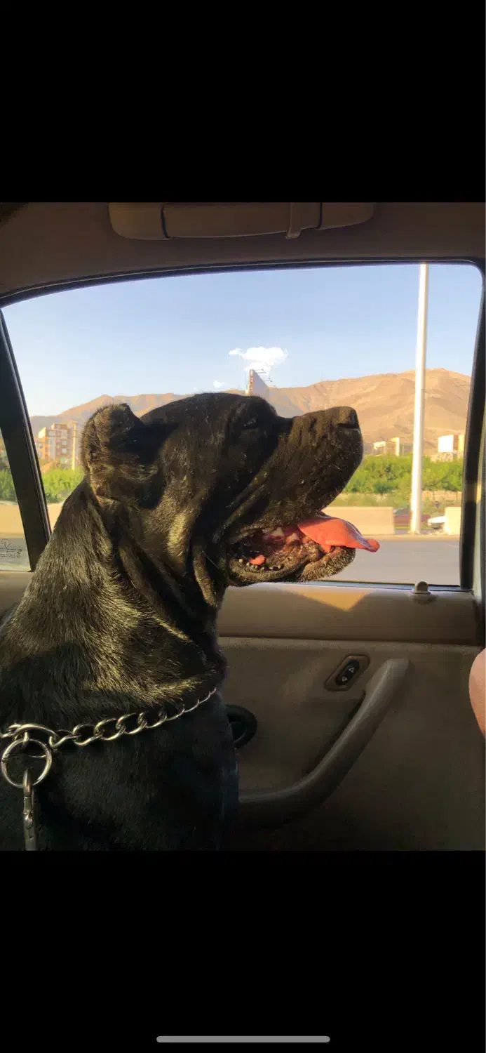 واگذاری سگ کن کورسو|سگ|تهران, جنت‌آباد مرکزی|دیوار