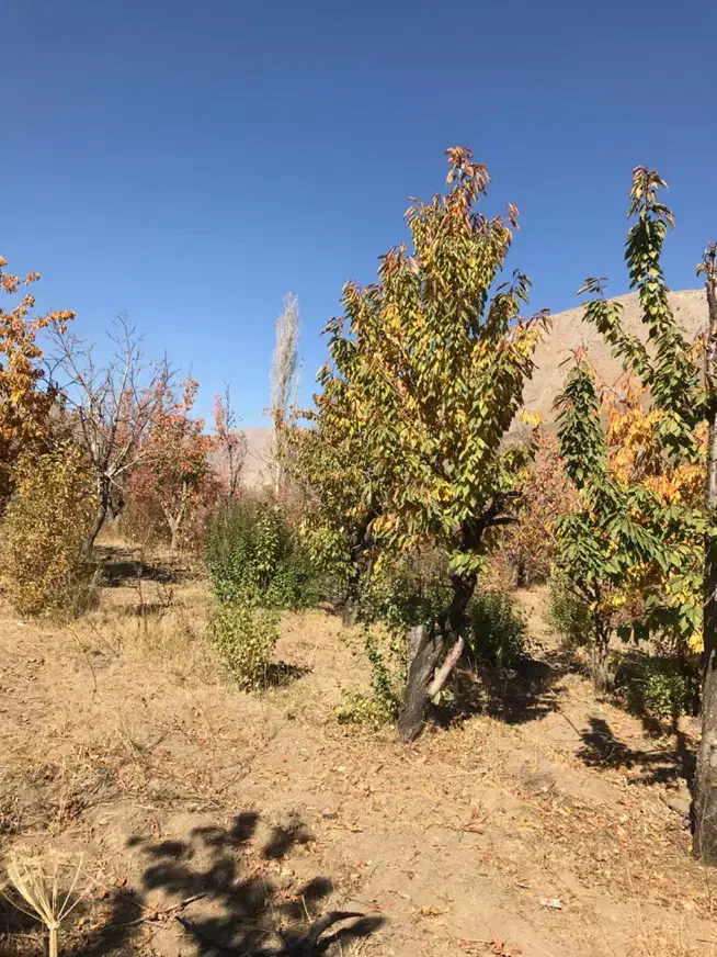 فروش۲۲۰۰ مترباغ جاده چالوس|فروش دفتر صنعتی، کشاورزی، تجاری|آسارا, |دیوار