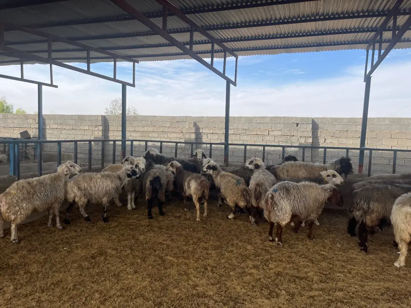 فروش میش آبستن / و تعداد ۸ راس قوچ/میش بره دار|حیوانات مزرعه|کازرون, |دیوار