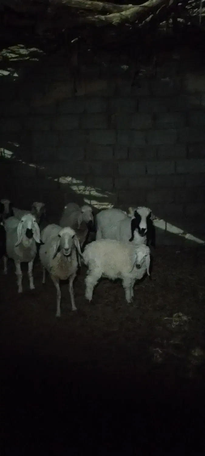 گوسفنداصیل زابل|حیوانات مزرعه|هامون, |دیوار