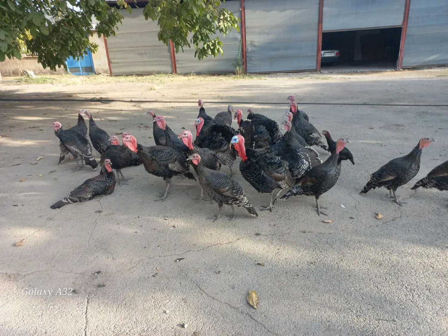 بوقلمون برنز محلی|حیوانات مزرعه|هشتگرد, ینگی امام|دیوار